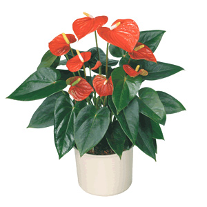 Anthurium in Flower-pot