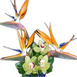 Aranjament floral cu strelitia si orhidee